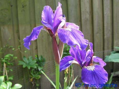Iris sibirica 'Niklas Sea'